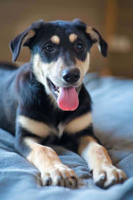 Собаки в Москве: Умняшка Принцесса — щенок в добрые руки Девочка, 1 руб. - фото 6