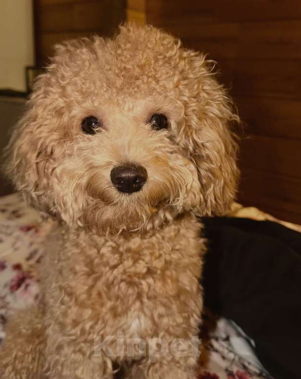 Собаки в Москве: ВЯЗКА ТОЙ-ПУДЕЛЬ Мальчик, 5 000 руб. - фото 3