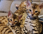 Кошки в Москве: Бенгальский котенок с родословной и прививками Мальчик, 25 000 руб. - фото 4