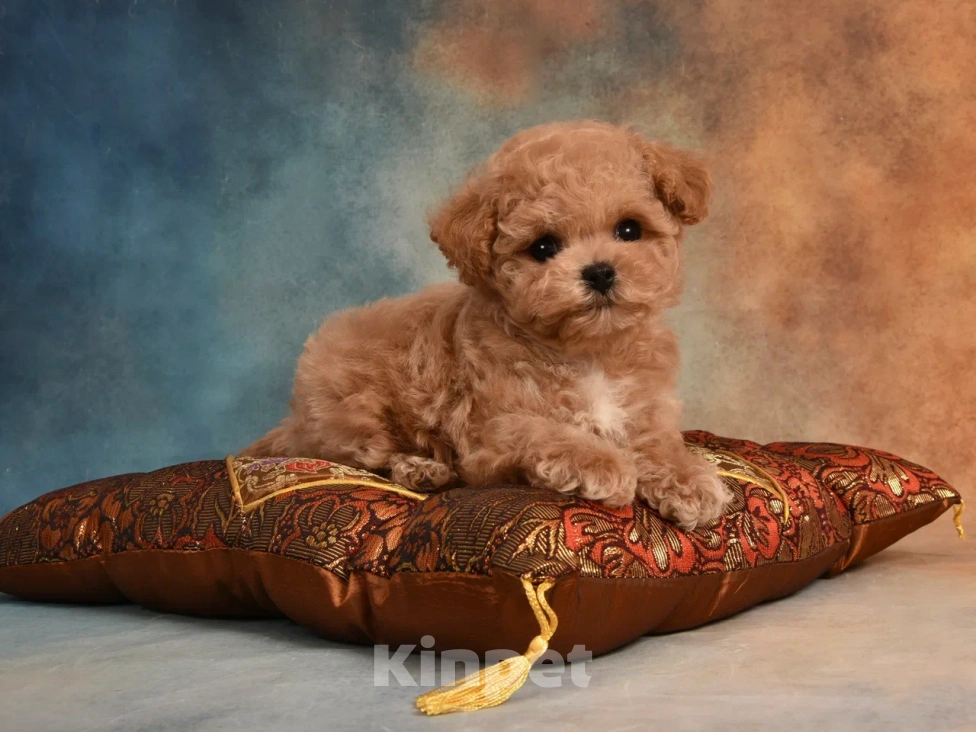 Собаки в других городах Московской области: Щенки Мальтипу Мальчик, 130 000 руб. - фото 3