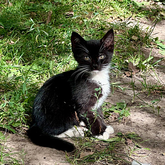 Котенок в опасности