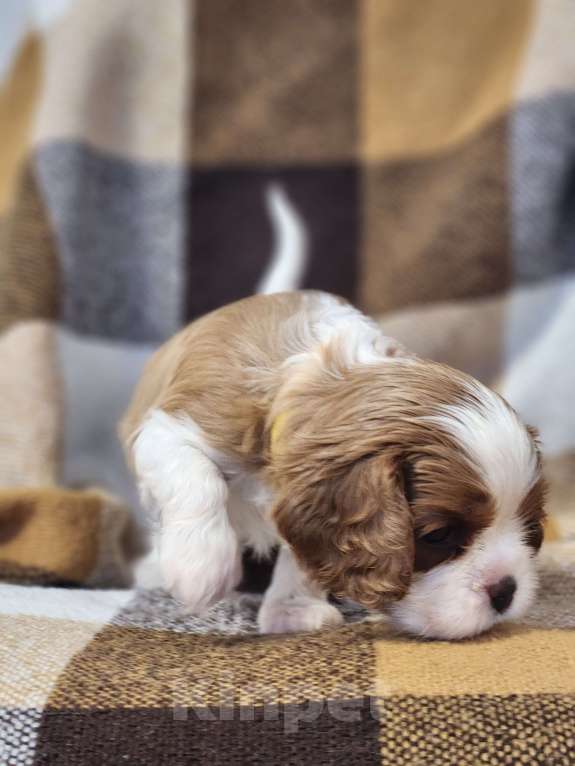 Собаки в Анапе: Желтая лента  Девочка, 110 000 руб. - фото 7