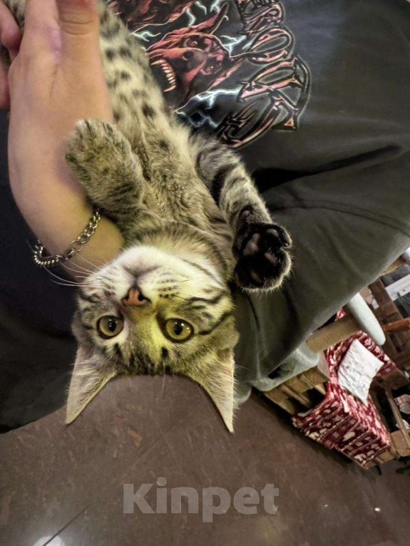 Кошки в Москве: Милый котёнок в добрые руки  Мальчик, Бесплатно - фото 1