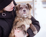 Собаки в Москве: Щенок необычного окраса, эксклюзив! Бесплатно, в добрые руки Девочка, Бесплатно - фото 3