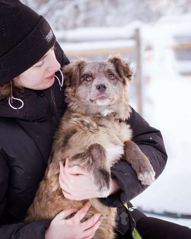 Собаки в Москве: Щенок необычного окраса, эксклюзив! Бесплатно, в добрые руки Девочка, Бесплатно - фото 3