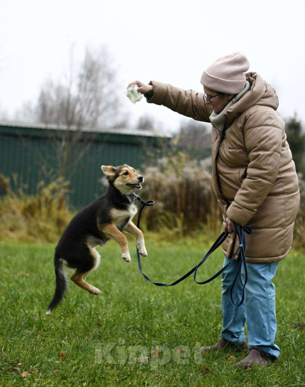 Собаки в Дмитрове: Щенок Альфа ищет дом! Девочка, Бесплатно - фото 3
