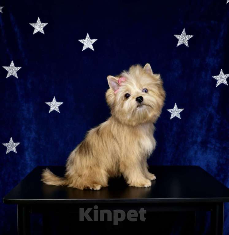 Собаки в Москве: Голубоглазый йорк мини девочка рыжая Девочка, 90 000 руб. - фото 9