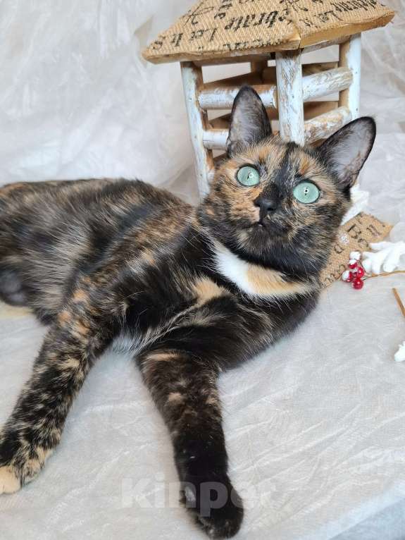 Кошки в Москве: Кошка с изумрудными глазами в добрые руки  Девочка, Бесплатно - фото 9