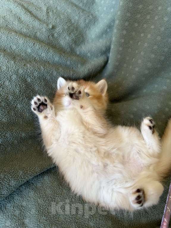 Кошки в Москве: Золотая шиншилла девочка Солнышко Девочка, 30 000 руб. - фото 6