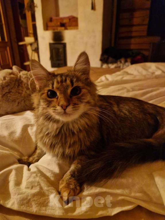 Кошки в Москве: Умная, ласковая, компанейская - котейка мечты Девочка, Бесплатно - фото 2