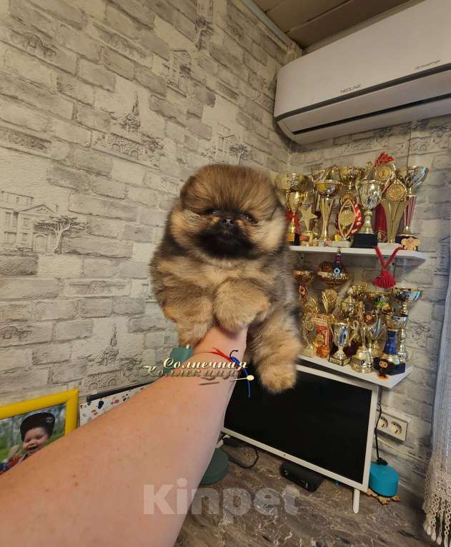 Собаки в Москве: Померанский шпиц  медежоночек РКФ Мальчик, Бесплатно - фото 1