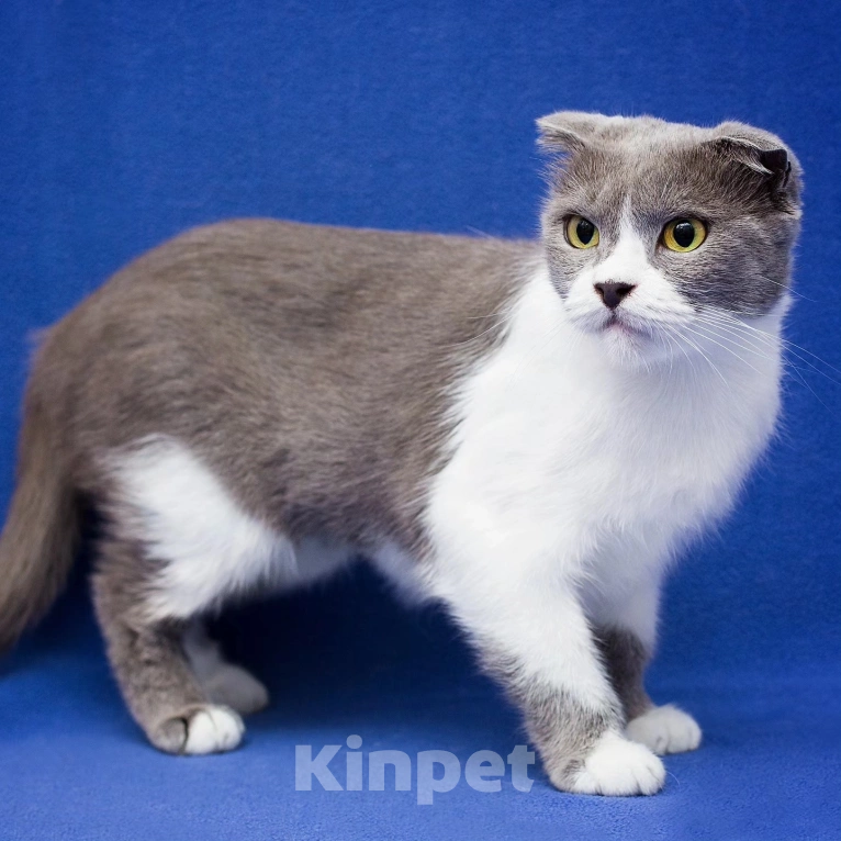 Кошки в Москве: Семья отказалась от Евы 💔 Девочка, Бесплатно - фото 5