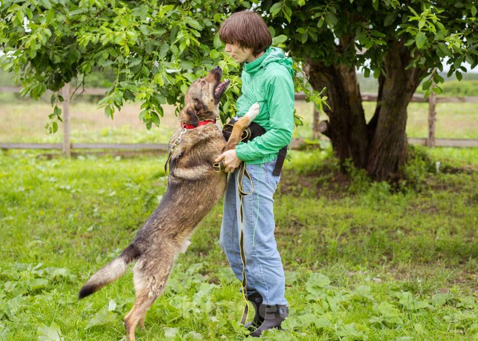 Собаки в Москве: Спокойный, миролюбивый мальчик ищет семью. Собака-компаньон Мальчик, Бесплатно - фото 4