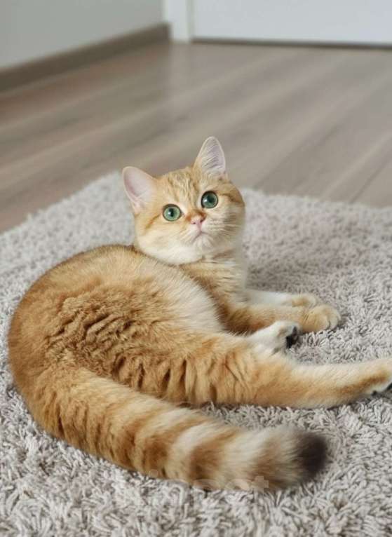 Кошки в Москве: Фисташка Девочка, 35 000 руб. - фото 1