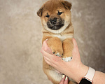 Собаки в Казани: щенки сиба-ину Мальчик, 60 000 руб. - фото 6