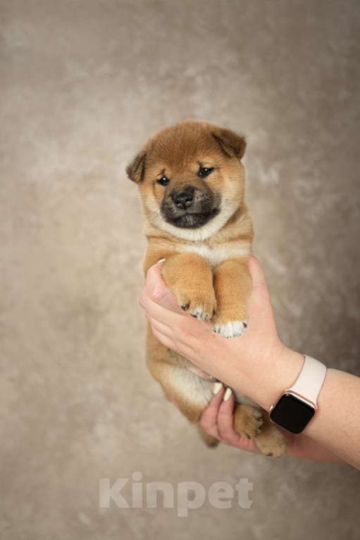 Собаки в Казани: щенки сиба-ину Мальчик, 60 000 руб. - фото 6