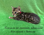 Кошки в Реутове: Бенгальские котята - девочки Девочка, 40 000 руб. - фото 1