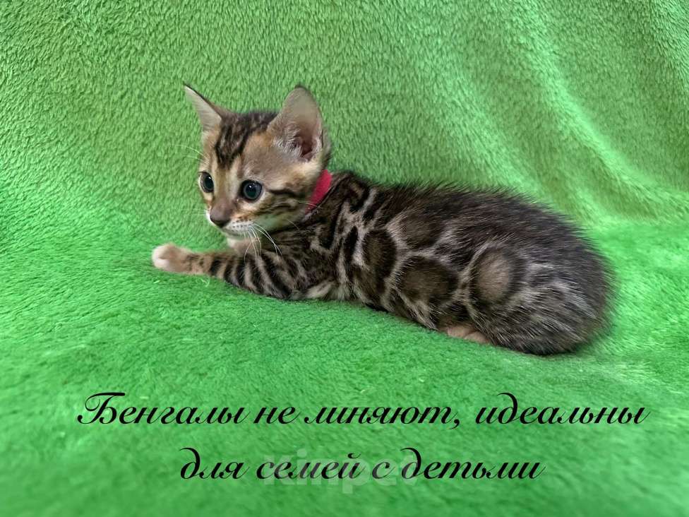 Кошки в Реутове: Бенгальские котята - девочки Девочка, 40 000 руб. - фото 1