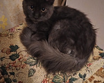 Кошки в Пензе: Котенок Мей кун Девочка, 25 000 руб. - фото 4