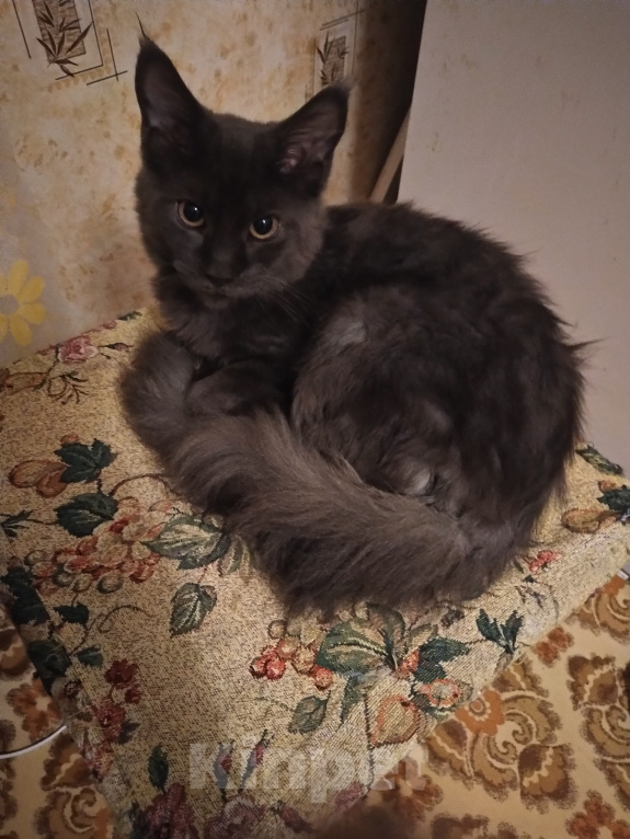 Кошки в Пензе: Котенок Мей кун Девочка, 25 000 руб. - фото 4