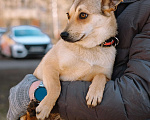 Собаки в Санкт-Петербурге: Малютка Фиби из приюта в добрые руки Девочка, Бесплатно - фото 9