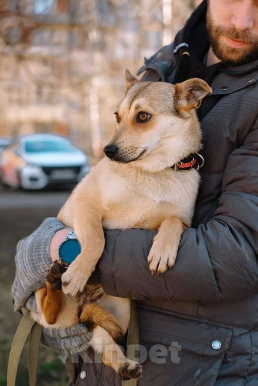 Собаки в Санкт-Петербурге: Малютка Фиби из приюта в добрые руки Девочка, Бесплатно - фото 9