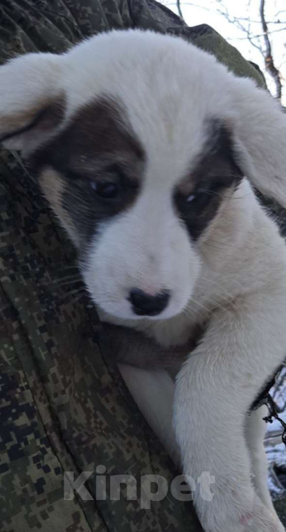 Собаки в Москве: В поисках дома Девочка, Бесплатно - фото 1