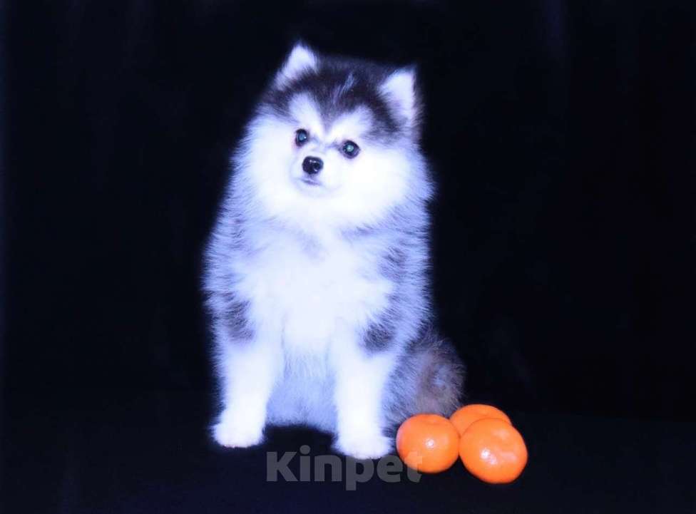 Собаки в Краснодаре: Девочка Помски Девочка, 200 000 руб. - фото 4