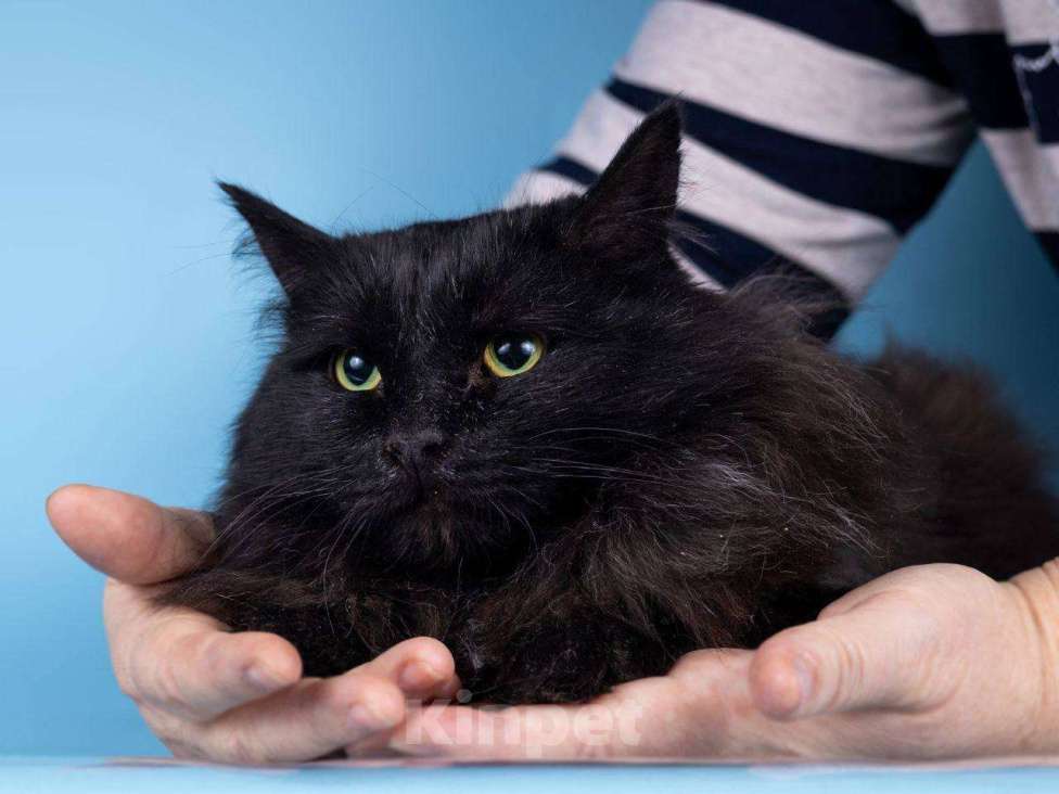 Кошки в Москве: Добрый котик с грустной историей ищет дом Мальчик, Бесплатно - фото 1