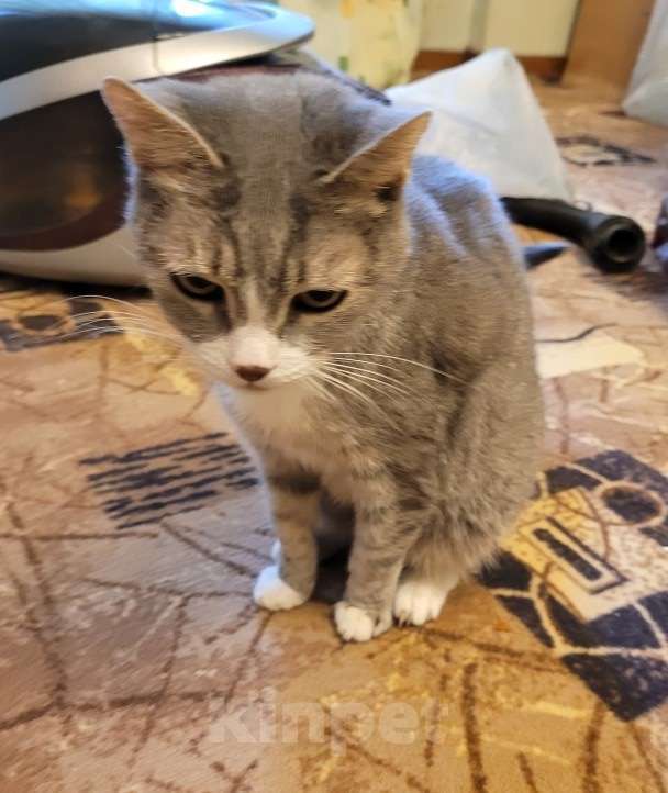 Кошки в Москве: Кошка в добрые руки Девочка, Бесплатно - фото 4