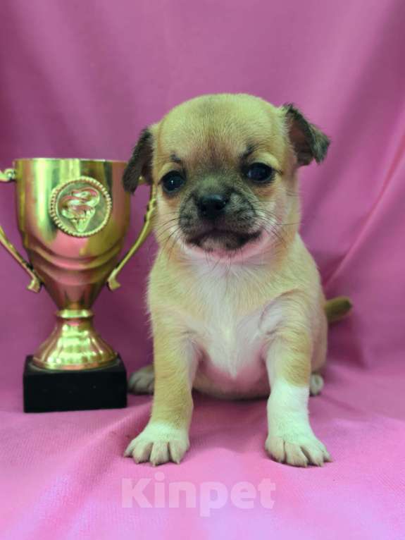 Собаки в Москве: Девочка чихуахуа готова к переезду в мае Девочка, 45 000 руб. - фото 9