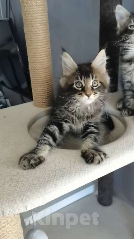 Кошки в Иркутске: Зефир Мальчик, 30 000 руб. - фото 2