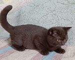 Кошки в Санкт-Петербурге: Шоколадная британская кошечка Девочка, 50 000 руб. - фото 4