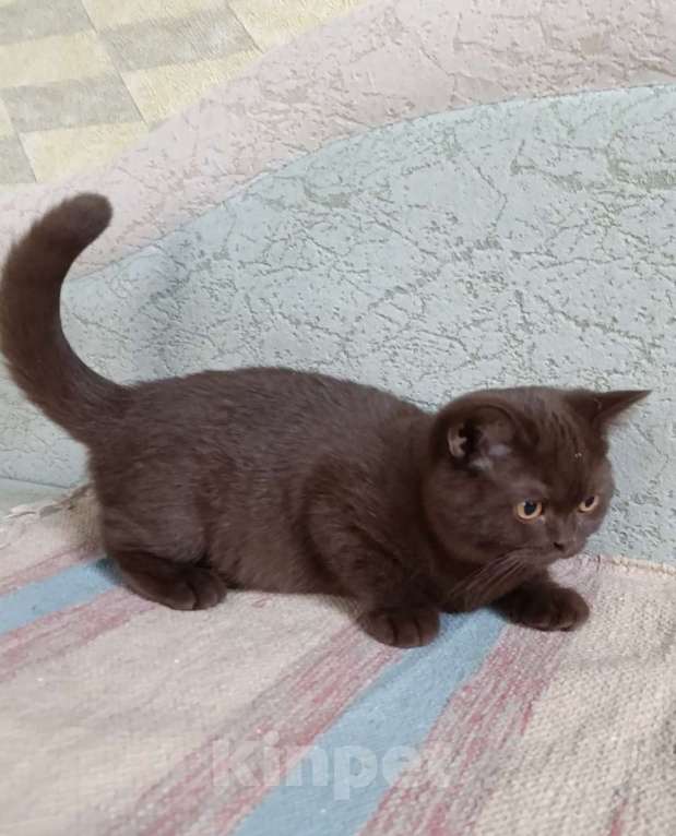 Кошки в Санкт-Петербурге: Шоколадная британская кошечка Девочка, 50 000 руб. - фото 4