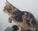 Кошки в Краснодаре: котята Мейн-Кун Девочка, 40 000 руб. - фото 1