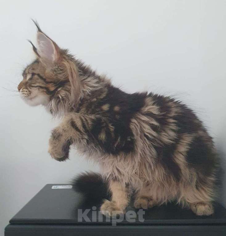 Кошки в Краснодаре: котята Мейн-Кун Девочка, 40 000 руб. - фото 1