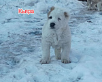 Собаки в Пензе: Среднеазиатская овчарка щенки алабай  Девочка, Бесплатно - фото 1