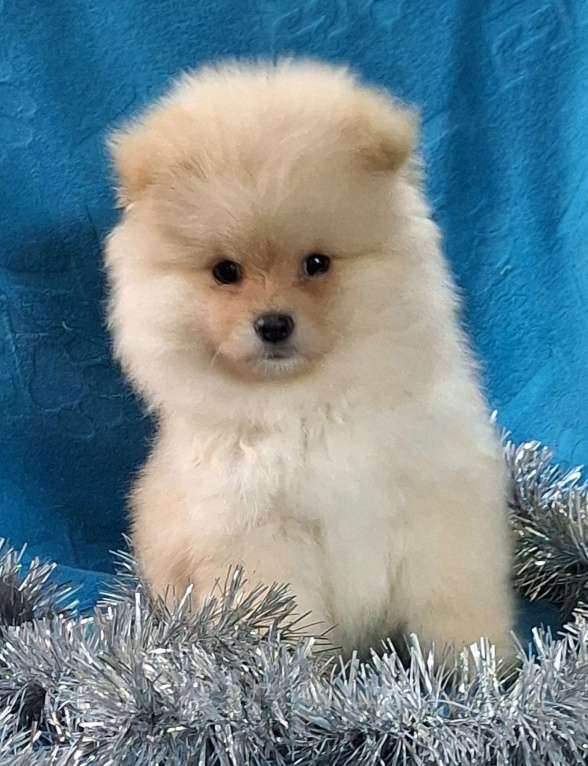 Собаки в Ангарске: Мальчик Мальчик, 35 000 руб. - фото 3