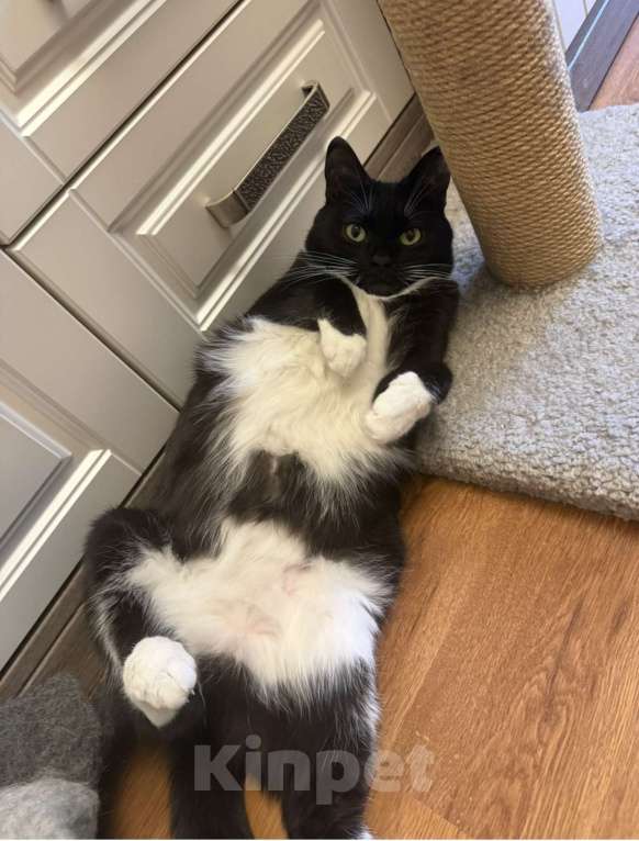 Кошки в Москве: Кошечка Мила ищет дом Девочка, Бесплатно - фото 4