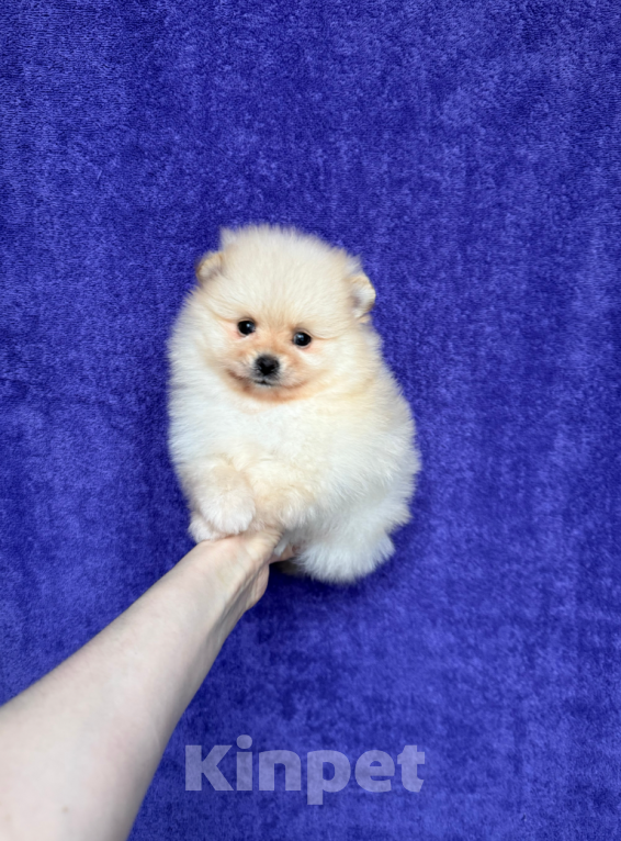 Собаки в Москве: Мальчик Мальчик, 30 000 руб. - фото 1