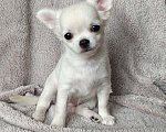 Собаки в Хабаровске: Щенок чихуахуа Девочка, Бесплатно - фото 2