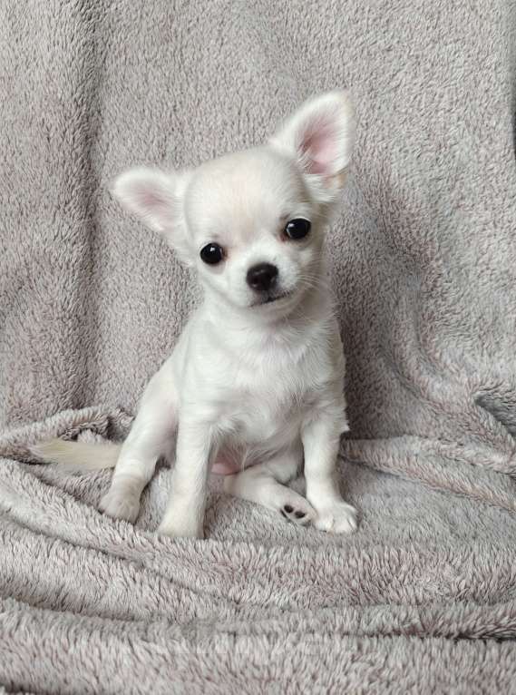 Собаки в Хабаровске: Щенок чихуахуа Девочка, Бесплатно - фото 2
