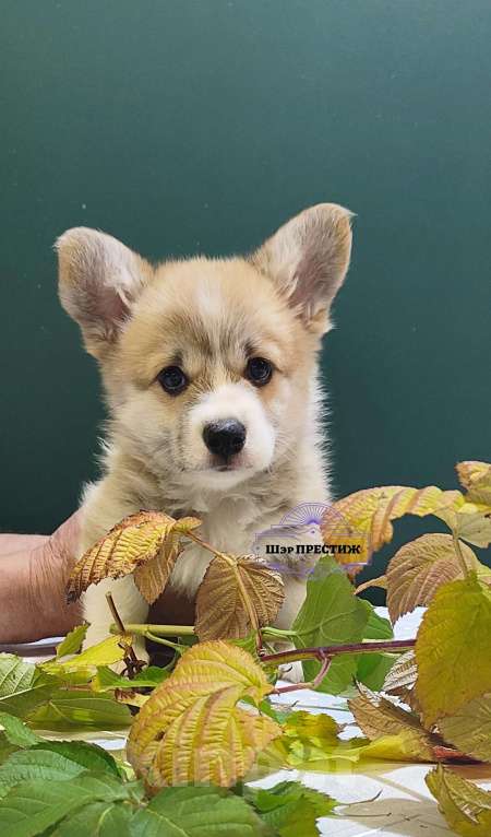 Собаки в Москве: Мальчик вельш корги пемброк  Мальчик, 75 000 руб. - фото 2