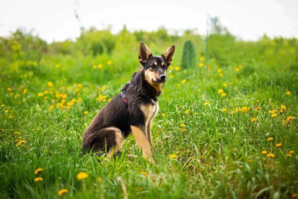 Собаки в Москве: Флеш Мальчик, Бесплатно - фото 4
