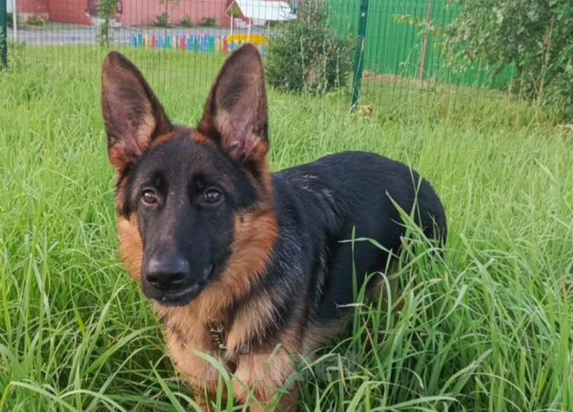 Собаки в Владимире: Щенок немецкой овчарки  Мальчик, 35 000 руб. - фото 3