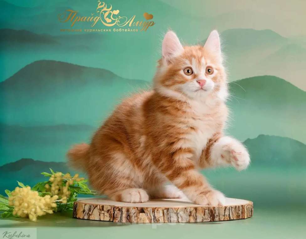 Кошки в Москве: Котик Курильского бобтейла-рыжий самоцвет Мальчик, Бесплатно - фото 4