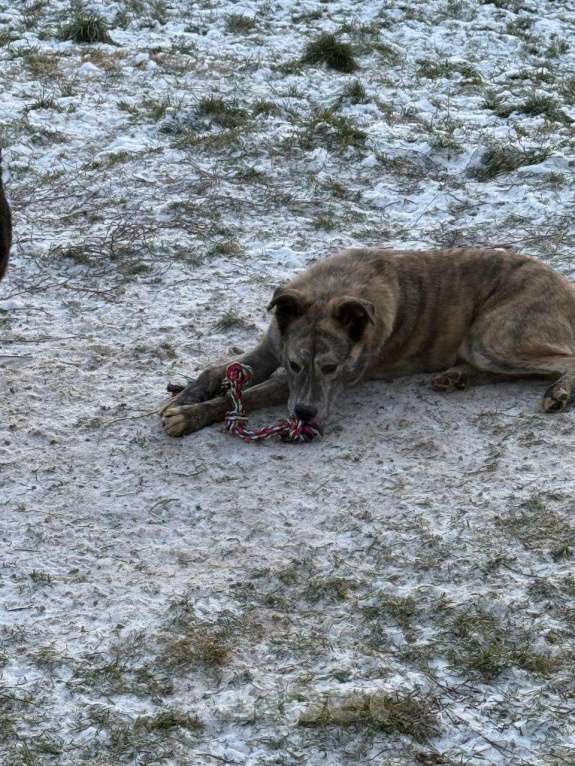 Собаки в других городах Владимирской области: Взрослая и красивая собака в добрые руки бесплатно  Девочка, Бесплатно - фото 2
