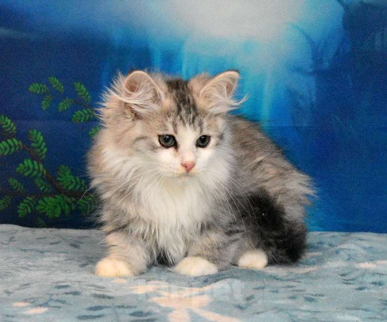 Кошки в Москве: Сибирский котик Мальчик, 45 000 руб. - фото 5