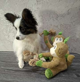 щенки папийона 