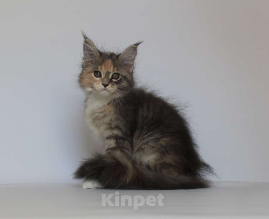 Кошки в Екатеринбурге: Дарьяна. Девочка. Мейн-кун Девочка, 35 000 руб. - фото 1